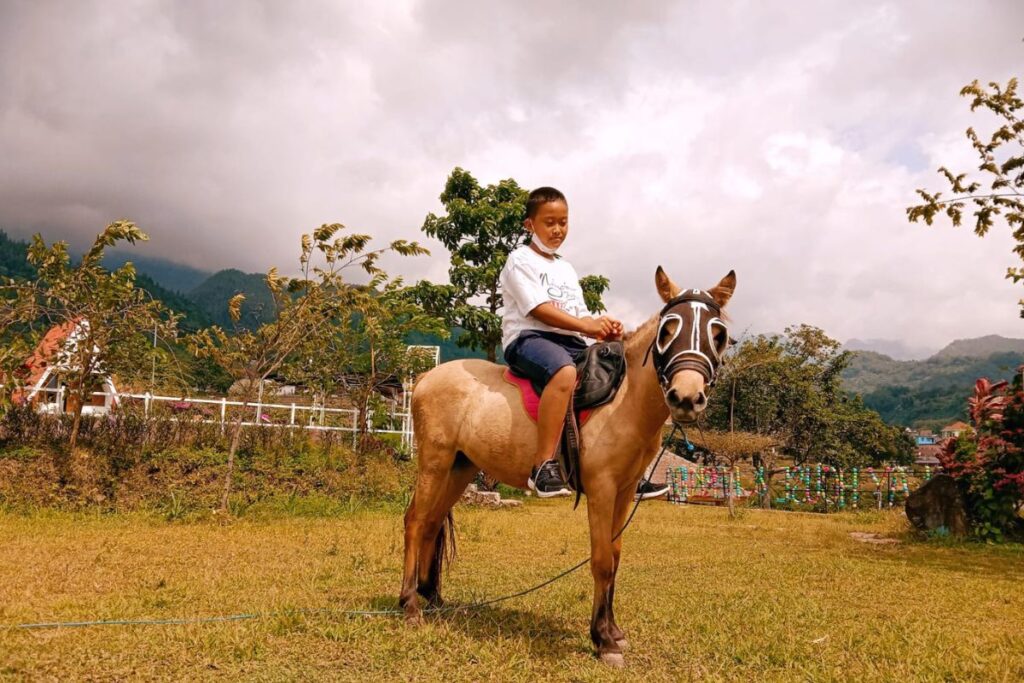 Riding horse pacet outbound
